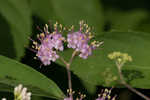 Chinese beautyberry